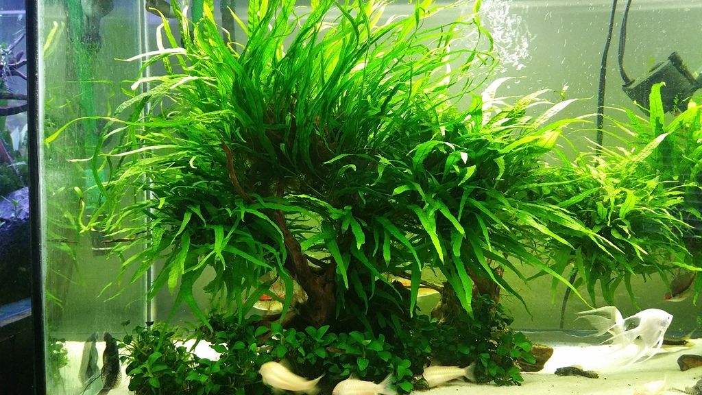 FS bonsai (tree shape) spider drift wood with fully grow needleleafs